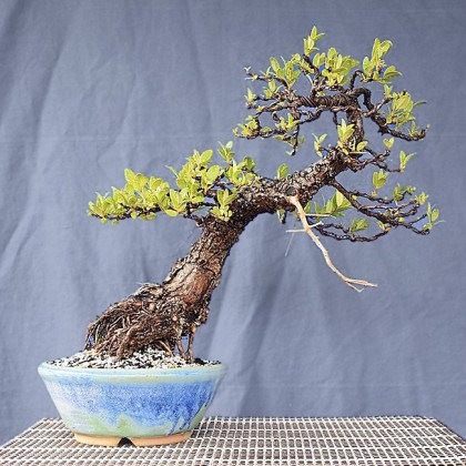 bonsai_planted blue