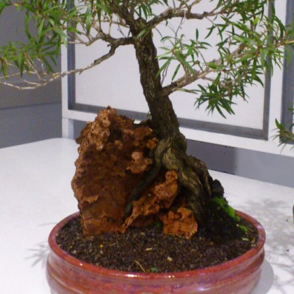 bonsai_thrown_red_callistemon_paul