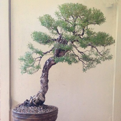 bonsai_melaleuca-gavin
